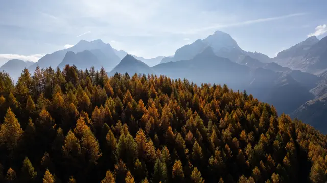 Deciduous forest in autumn colors with snow-capped mountains in the background