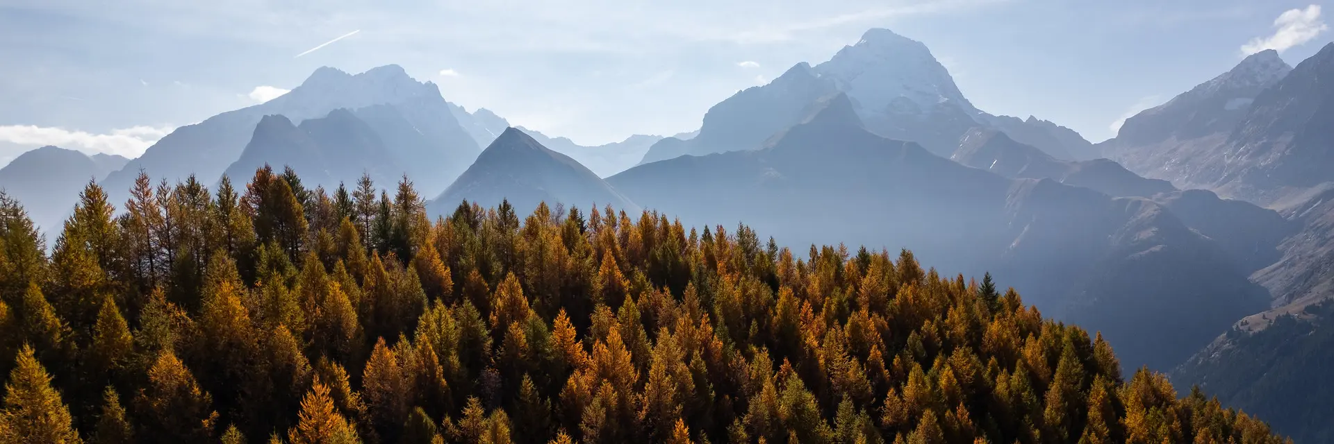 Deciduous forest in autumn colors with snow-capped mountains in the background