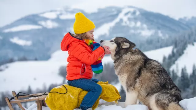 Active winter outdoors games for kids. Happy Christmas vacation concept. Boy enjoying winter with siberian husky dog, playing with sleigh ride in the winter forest.