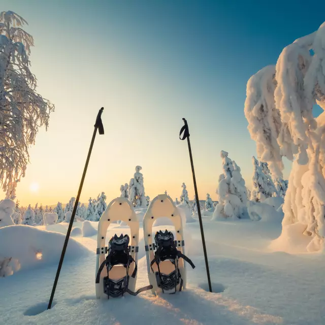 Winter landscape with snowy trees and snowshoes