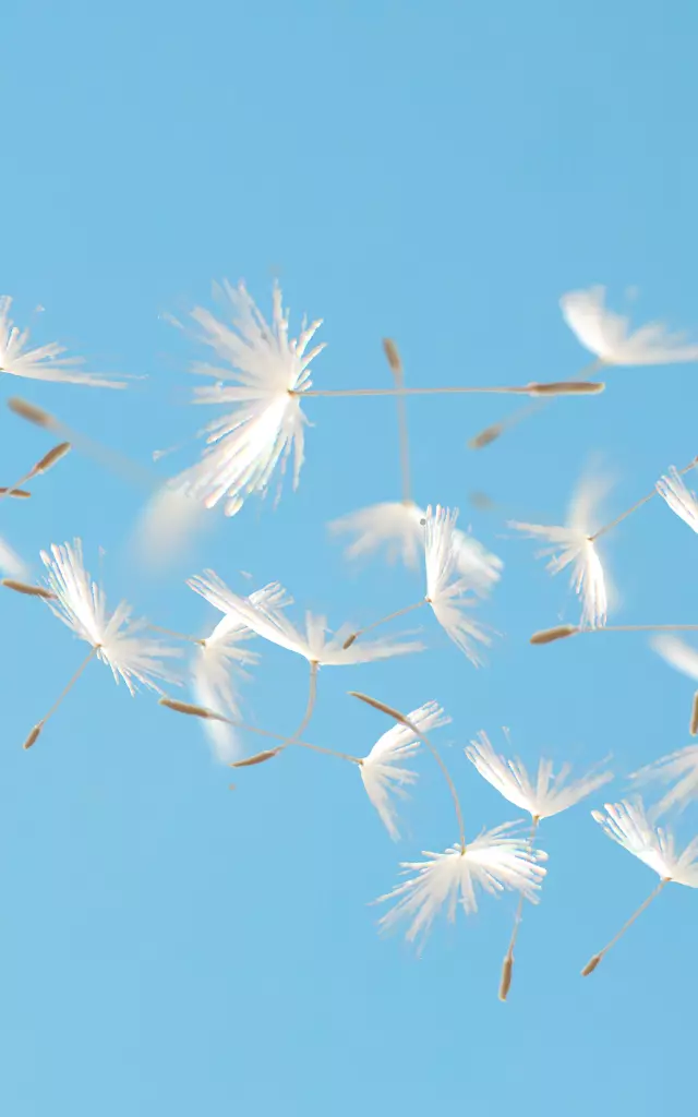 Beautiful flying dandelion seeds in the Wind on blue sky.