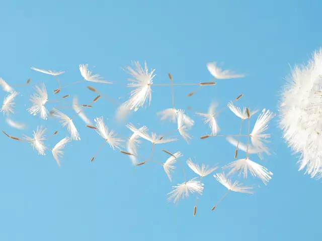 Bellissimi semi di dente di leone volanti nel vento su un cielo blu.