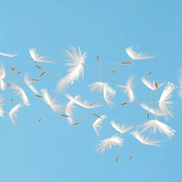 Beautiful flying dandelion seeds in the Wind on blue sky.