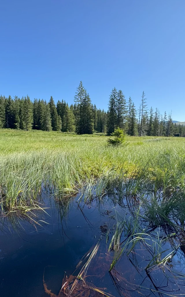 Sentier Des Arpelieresles Arpelieres Footpath Cyril Charlot Ot Les Saisies 26779