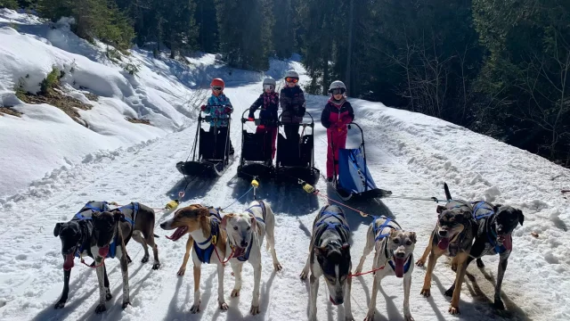 Chiens de traineau Randonnée aventure