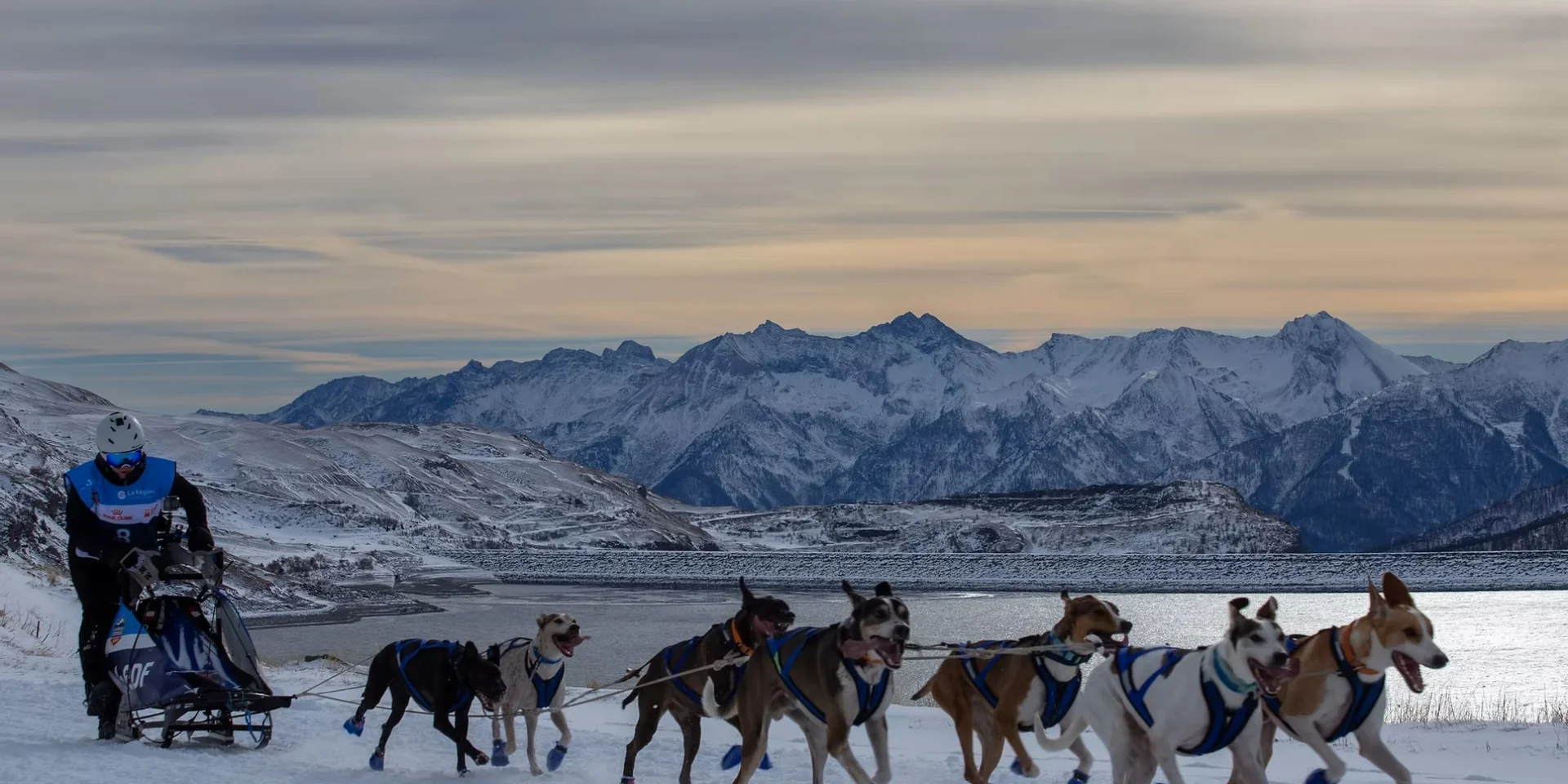 Chiens de traineau