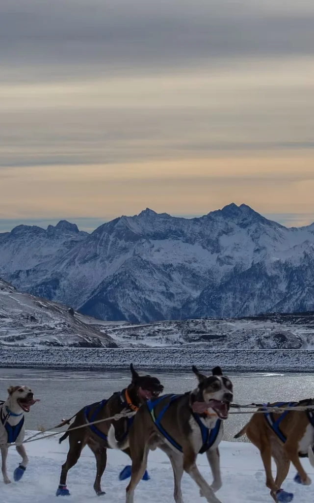 Chiens de traineau