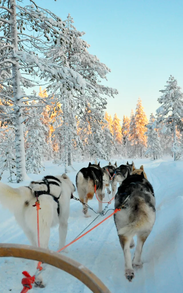 Chiens de traineaux