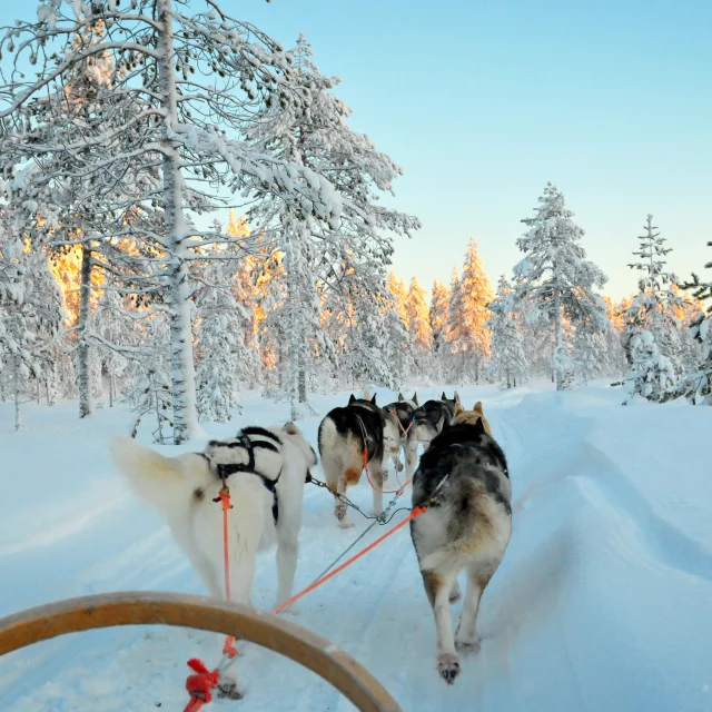 Chiens de traineaux