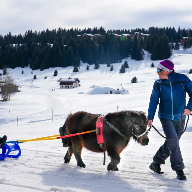 Poney Lugepony Luge Cyril Charlot Ot Les Saisies 21215 1900px 1