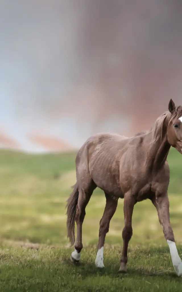 horse in green fields and mountains landscape.