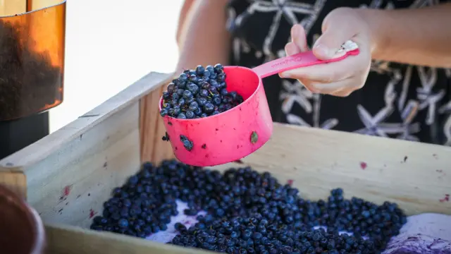 Fête de la myrtille 2026 à BIsanne 1500