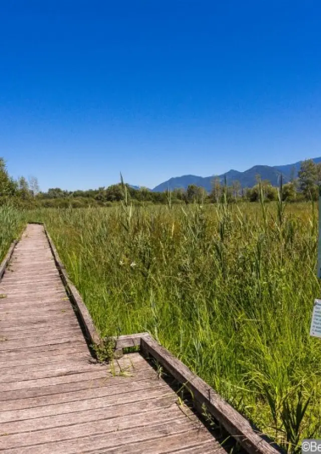 Espace Naturel Sensible du Marais de Montfort