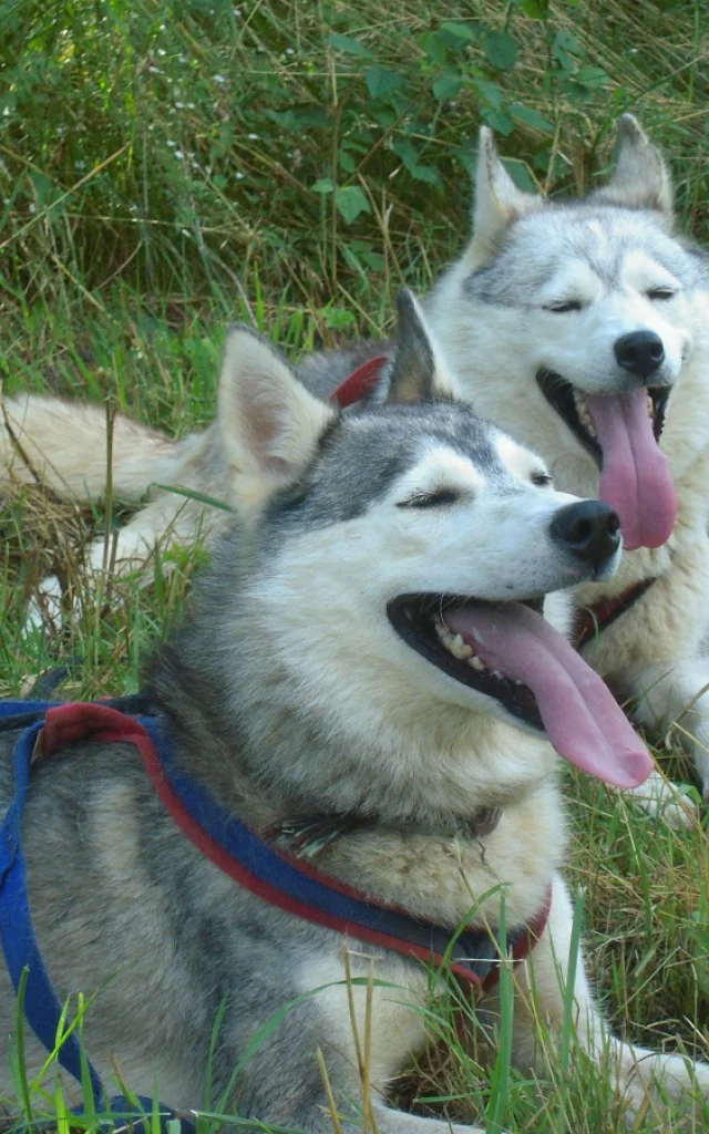 Chiens de traineau Mushing