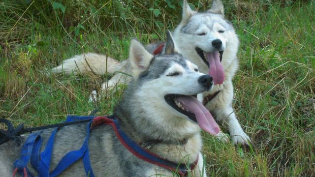 Chiens de traineau Mushing