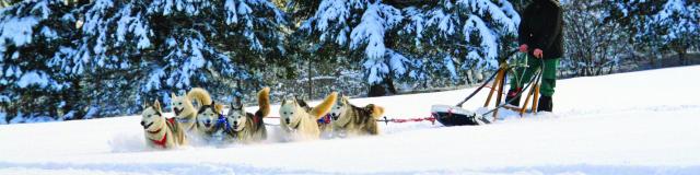 sled dogs