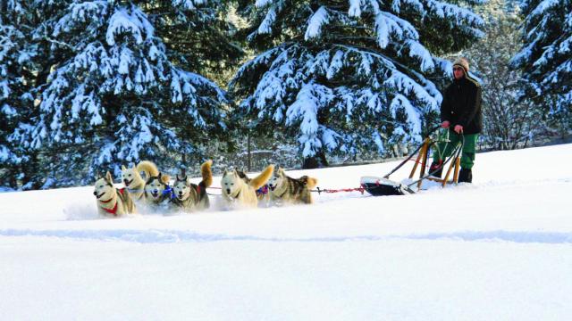 sled dogs