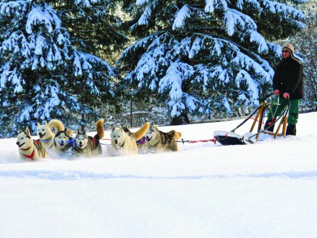 sled dogs