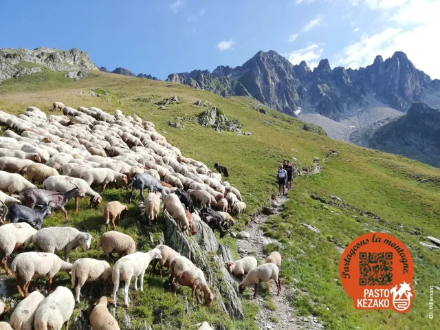 Brebis Et Randonneurs Pk Villemant 1 1