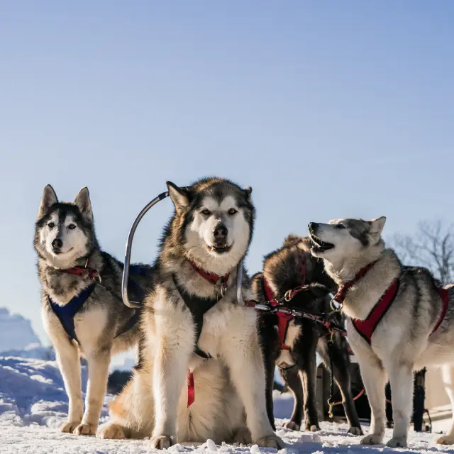2019 02 18 Chiens Traineau Keno Derleyn Dsc08914