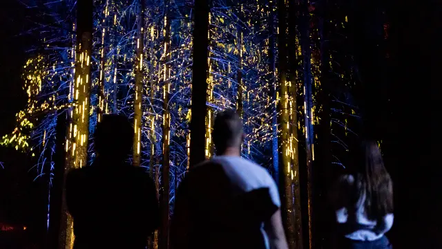 2020 07 30 Alta Lumina Pluie Lumiere Foret Lesgets Moment Factory 27