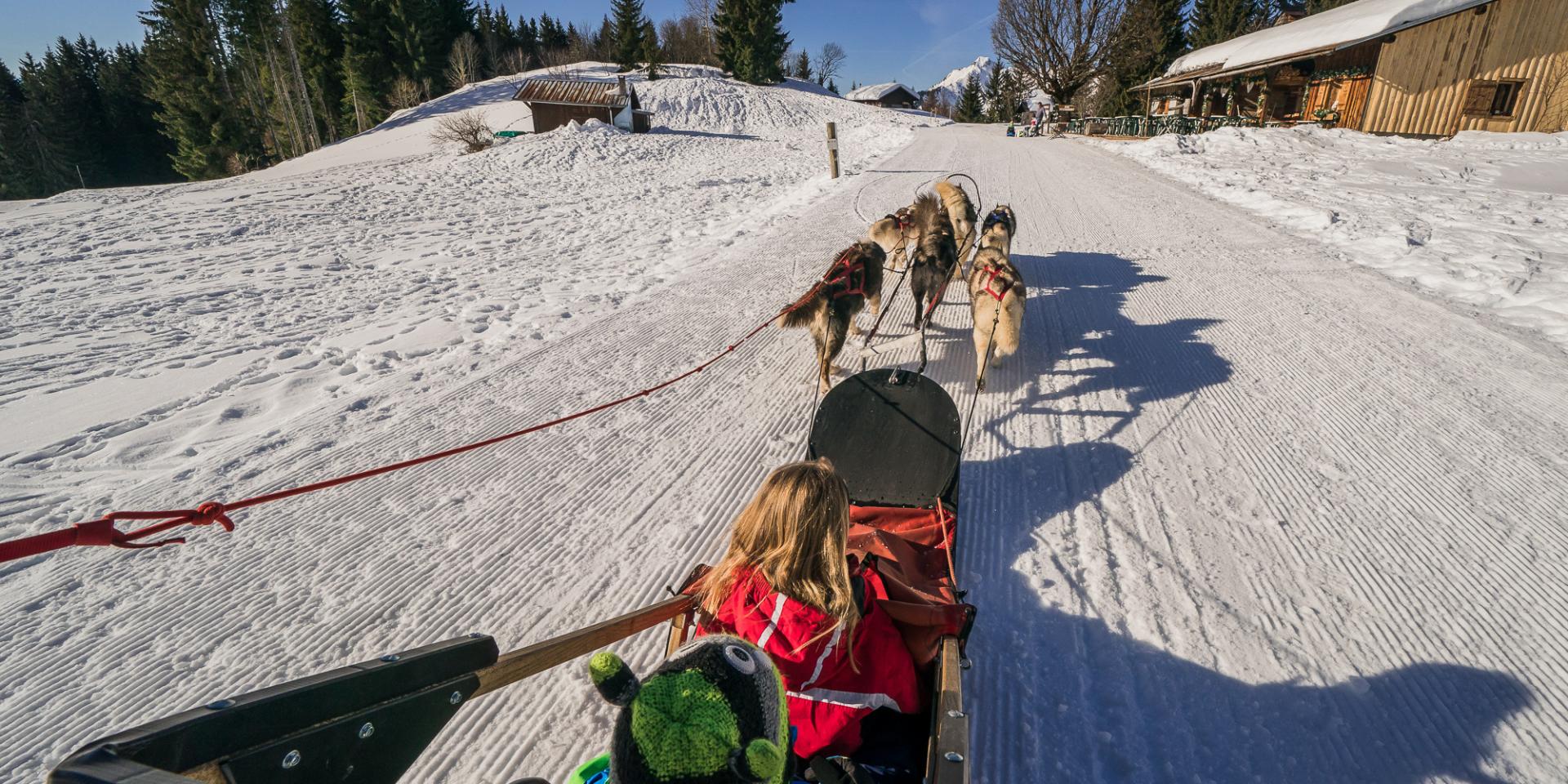 Sled Dogs 9068 ©keno Derleyn