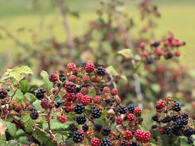 Nature Plateau Leucate Mures