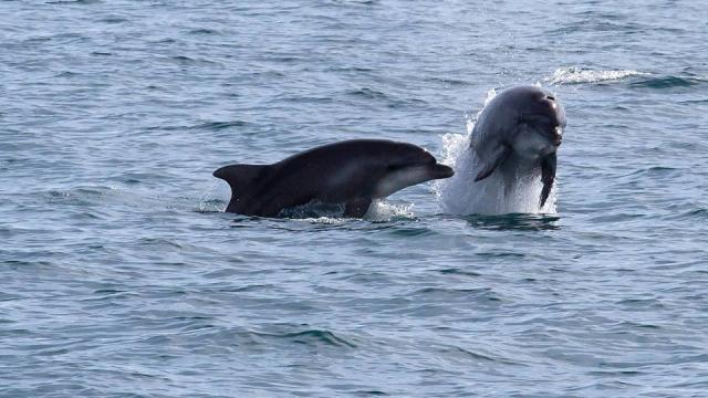 Dauphins Leucate