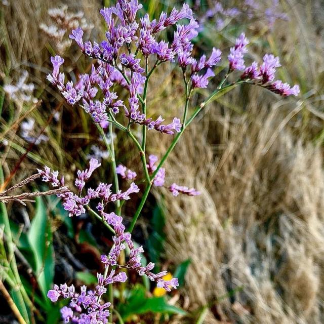 Instagram #portleucate