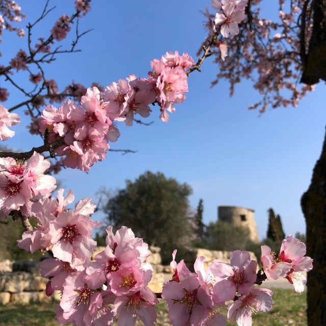 amandiers-en-fleurs-leucate-e1679993117615.jpeg