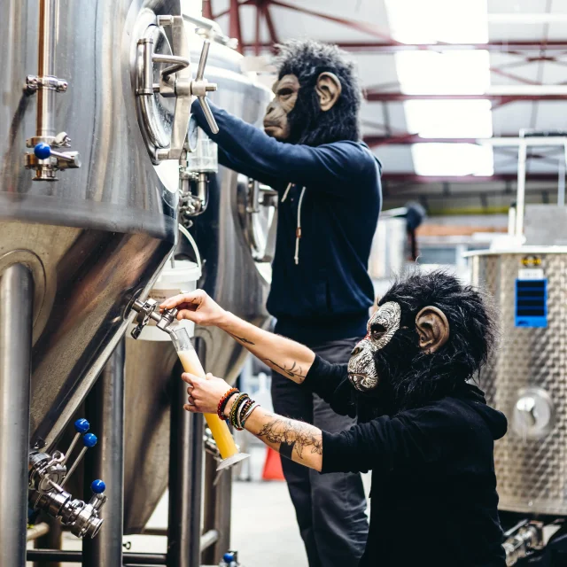 Singes Savants Mathieu Lassalle