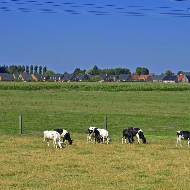 Pâturage à Bois-Grenier avec vaches laitières, maisons et clocher d’église en toile de fond, entre ruralité et vie villageoise.