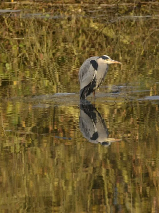 20191119 Cp Heron Cendre 01