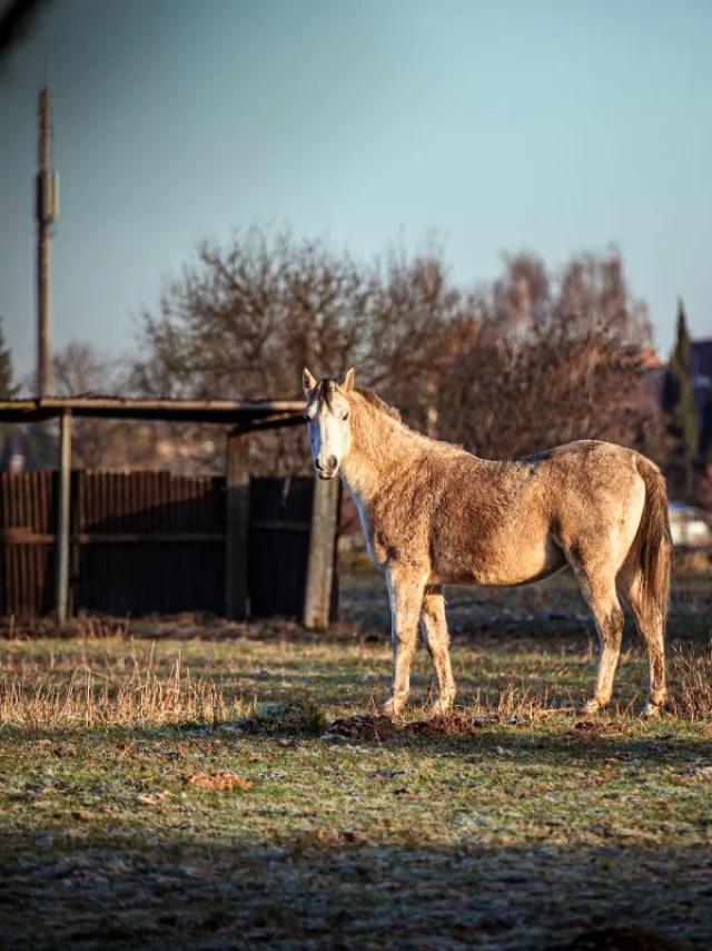 Cheval beige dans un pré du marais de Fretin, abri en bois et bâtiments à l’arrière-plan.
