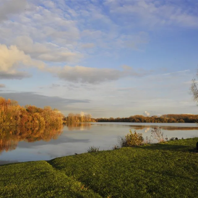 20101115 Ml 0002 Lac Heron Medium