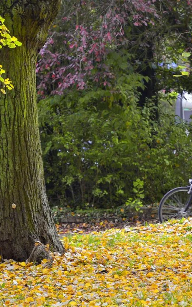 20161025 Vl Bois Boulogne41 Medium