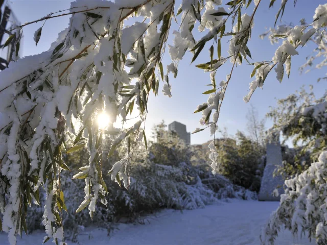 Branches enneigées au Jardin des Géants à Lille, le soleil perce à travers la végétation givrée.