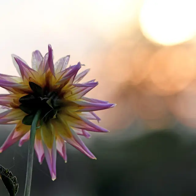 20181105 At Mosaic Fermeture Saison 037 Large