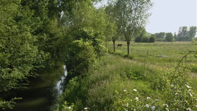 Ruisseau bordé d’arbres et de végétation dense, longeant une prairie verdoyante où paît une vache, dans un paysage rural calme et lumineux.