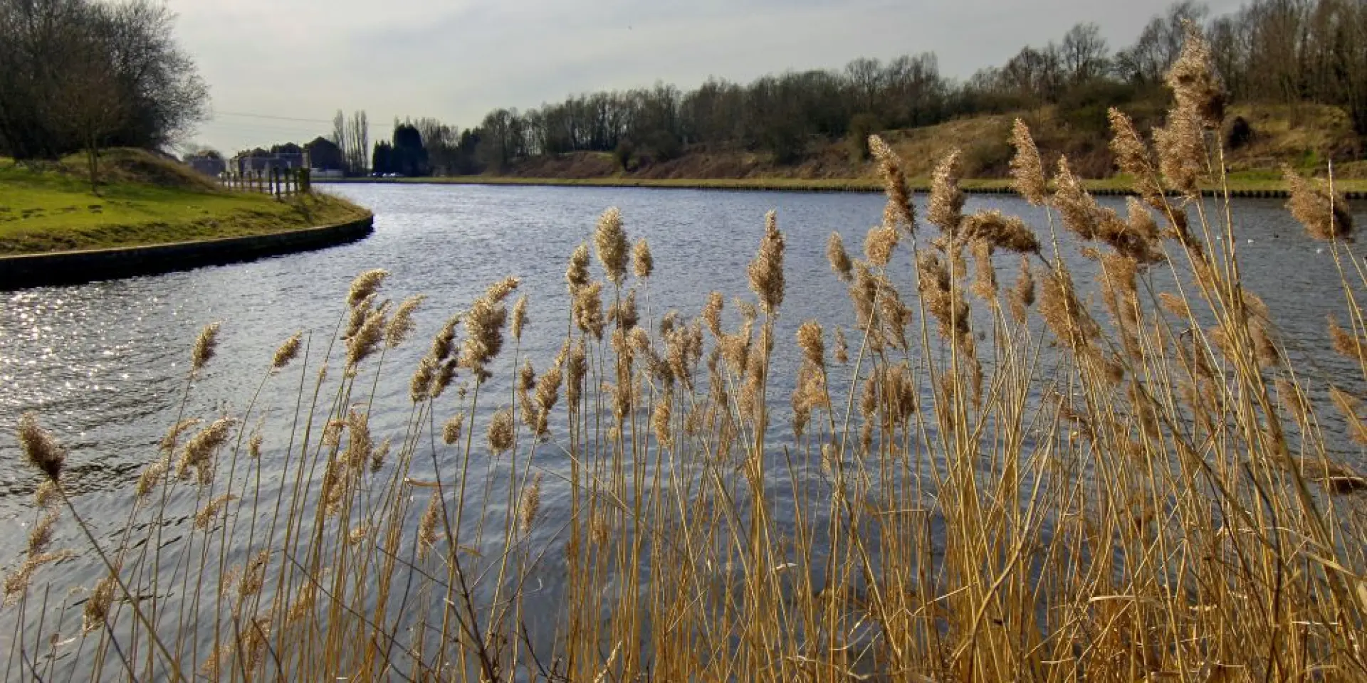 Berges de la Deûle en hiver : roseaux dorés au premier plan, canal rectiligne aux reflets argentés et arbres dénudés en arrière-plan.