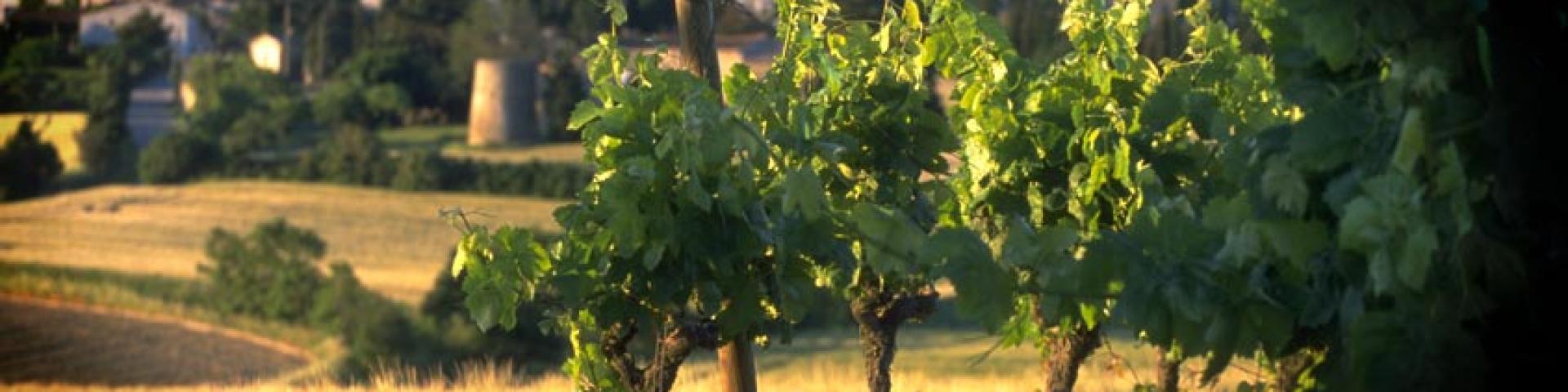 Malepere Wines