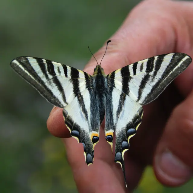 Egh Jf Papillon Le Machaon Gorges