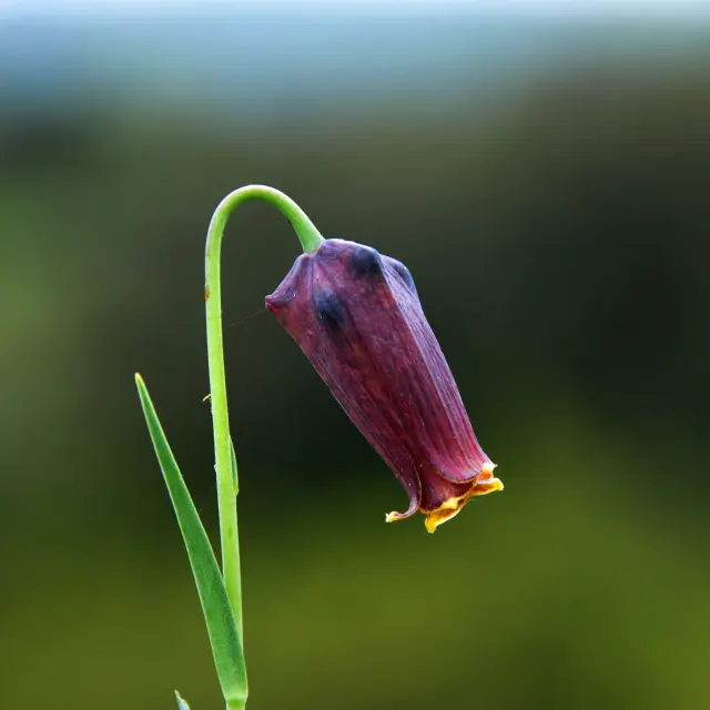 Egh Joseph Freymann Fleurs Des Corbieres 8
