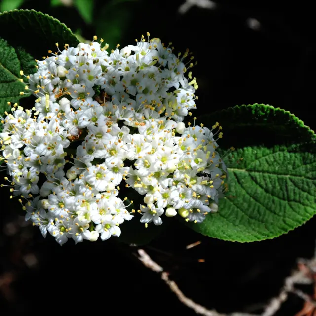 Egh Joseph Freymann Fleurs Des Corbieres 1