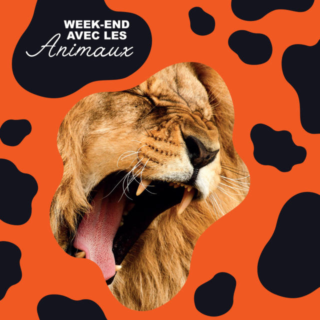 Week End Avec Les Animaux Authentic Normandy