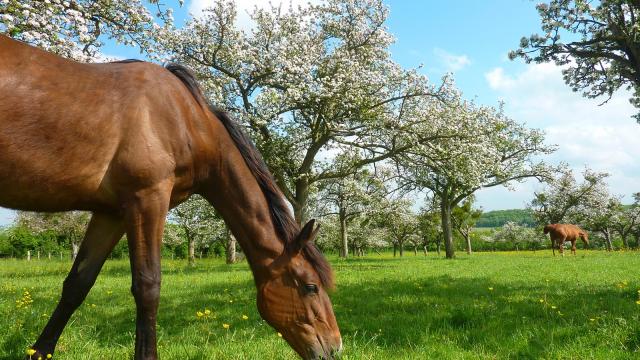 cheval-loic-durand---calvados-attractivite.jpg