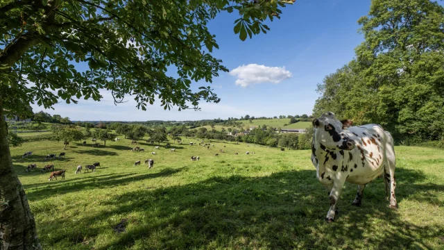 Vache normande et paysage de campagne de Lisieux Normandie