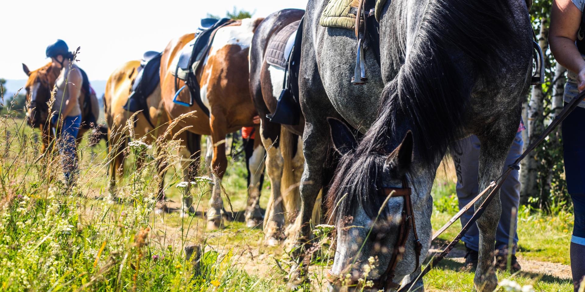 Horseback riding in Montcodiol