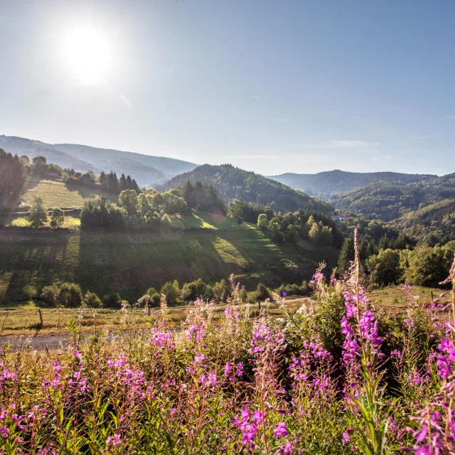 Hautes-Chaumes - Jasseries 4