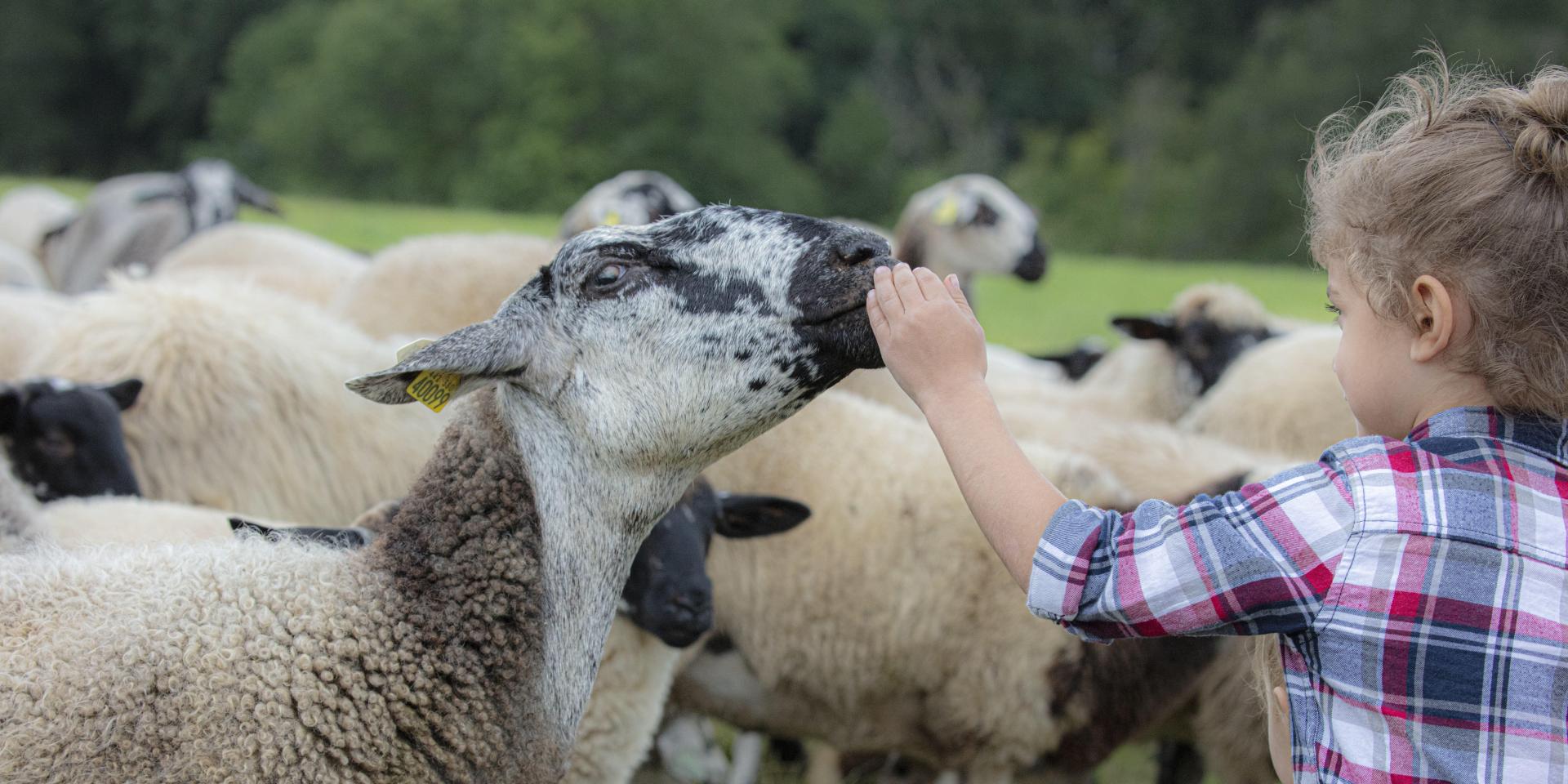 Une petite fille s'approche des ovins Rava à la ferme du Pré Fleuri.
